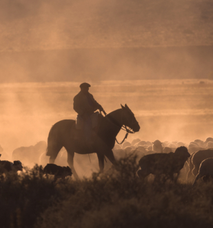 Čovjekov hipnotički san